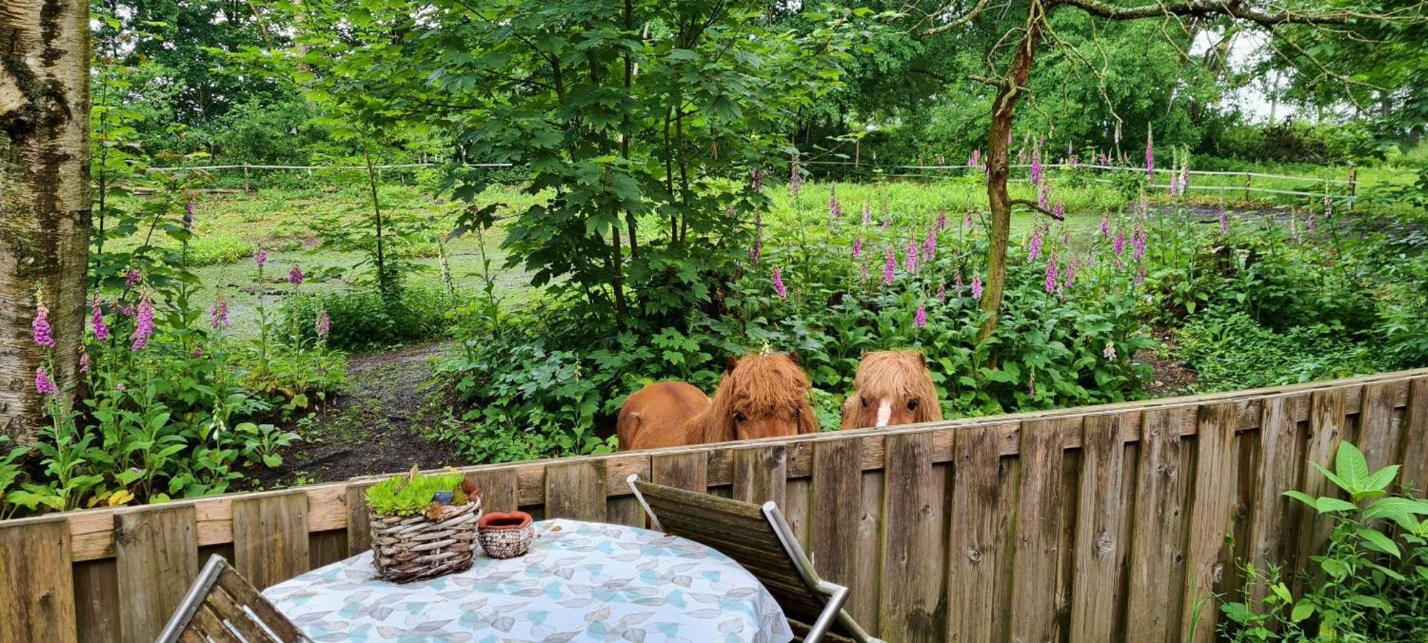 Rust En Stilte In De Natuur Onstwedde Экстерьер фото